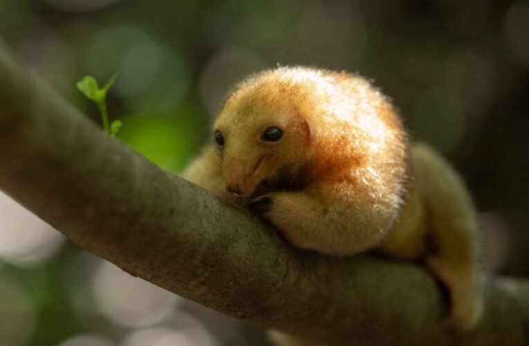 Scientists Discover New Species of Pygmy Anteater